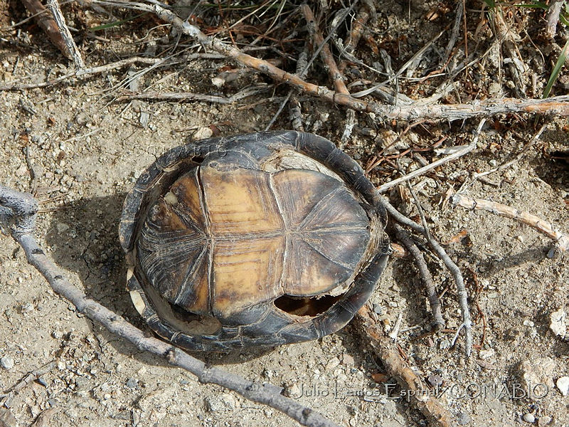 JLE0017%20Kinosternon%20flavescens.jpg.iSfpqN 1MXVzp6VhQA3g0JtbmFja29CbnFuZ3NAbXJ6LGtwZQA.9eQJJLKEO8
