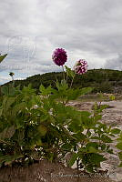 IMDOC1435 Dahlia pinnata.jpg