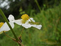 JVB0142 Sagittaria lancifolia.jpg