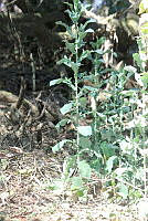 SG002 0020 Brassica oleracea.jpg