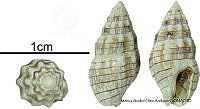 KT014 0824 Parvanachis gaskoini.JPG