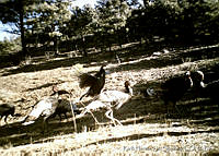 RHLFQ016-15 Meleagris gallopavo.jpg