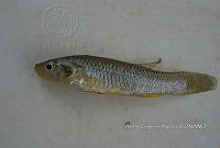 HE009 P 0195 Fundulus philpisteri.JPG