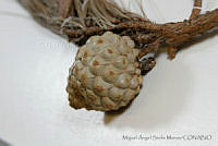 MASM06802 Pinus praetermissa.jpg