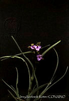 012 Tradescantia sp..jpg