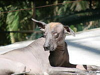 CGL0549 Canis familiaris.jpg