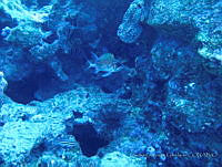 CGG0569 Holocentrus adscensionis.JPG