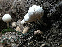OG001 Chlorophyllum molybdites.jpg
