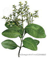 ADDLT0024 Avicennia bicolor.JPG