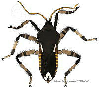 RAA1014 Veliidae.jpg