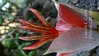 LCF0301 Chiranthodendron pentadactylon.jpg