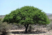 ORGR0391 Prosopis laevigata.jpg