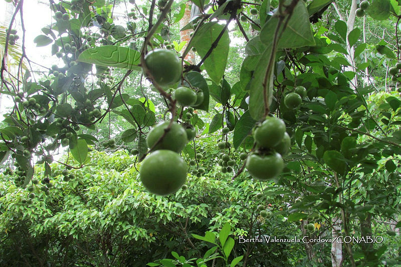 SG012%200084%20Byrsonima%20crassifolia.jpg.nyeiyeP0MZGn1ZljQA3g0JtbmFja29CbnFuZ3NAbXJ6LGtwZwA.zS5p8JIruX