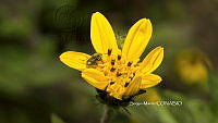 SM0230 Simsia amplexicaulis.jpg