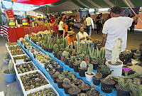 IMDOC3274 Venta de cactáceas.JPG