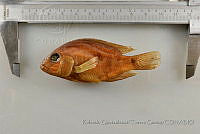 RQTG1215 Herichthys labridens.jpg