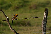 MGaves 1949 Icterus gularis.jpg