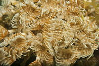 IDG1552 Sabellastarte sp..jpg