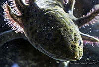 RIMB0002 Ambystoma mexicanum.jpg