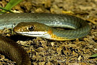 MDL0087 Masticophis bilineatus.jpg