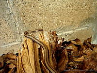 APM0007 Coniophanes imperialis.jpg