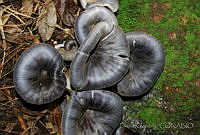 DK0582 Fungi.jpg