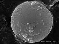 FAB0007 Carbomyces emergens.jpg