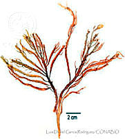 LDGR031 Tacanoosca uncinata.jpg