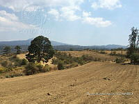 SG002 0003 Zea mays.jpg