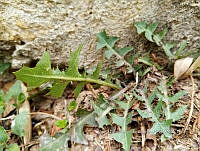 RG016 0876 Taraxacum officinale.jpg