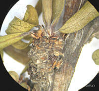 SL1597 Jatropha dioica.jpg