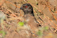JRRO0551 Pipilo maculatus.jpg
