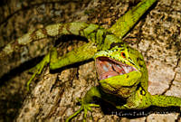 EGP0413 Laemanctus serratus.jpg