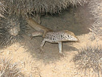 LCM0019 Aspidoscelis tigris.jpg