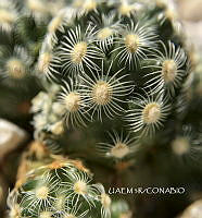 3R 00905 Mammillaria suboae.tif