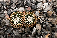 3R 01022 Mammillaria luethyi.tif