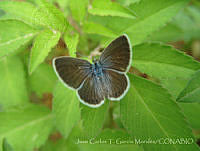 JCGM01095 Hemiargus ceraunus ssp. astenidas.jpg