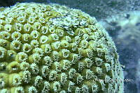NE018 0769 Montastraea cavernosa.jpg