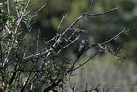 CNS0232 Colaptes auratus.jpg