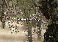 IE003 0039 Myiarchus cinerascens.jpg