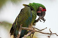 JRRO0422 Ara militaris.jpg