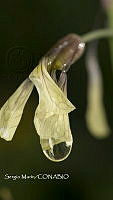 SM0065 Gotas de agua.jpg