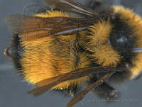JAMR048 Bombus fervidus.jpg