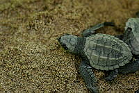 IDG0732 Chelonia mydas.jpg