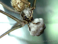 LASL0081 Physocyclus dugesi.jpg