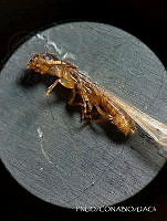 WR012 041 Coptotermes gestoi.jpg