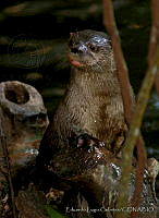 ELC0099 Lontra longicaudis.jpg