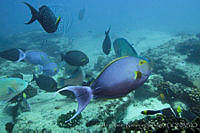 CNS1112 Acanthurus xanthopterus.jpg