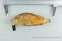 SGQ1232 Epinephelus labriformis.jpg