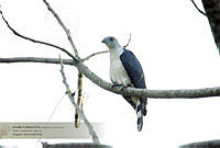 37_Leptodon cayanensis.jpg